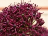 Allium atropurpureum