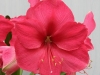 Amaryllis 'Pink Surprise'