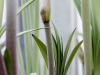 Blätter, Stiel und Blütenknospe der Amaryllis