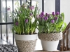 Tulpen und mehr