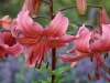 Asiatische Lilie  'Pink Flavour'