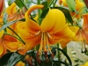 Asiatische Lilie 'Chocolate Canary'