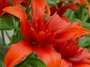 Asiatische Lilie 'Red Twin'