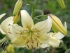 Asiatische Lilie 'Sweet Surrender'