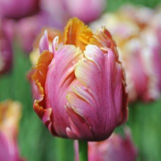 Papageien-Tulpe 'Amazing Parrot'