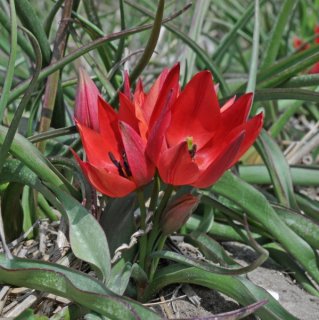 Tulipa 'Fenna'