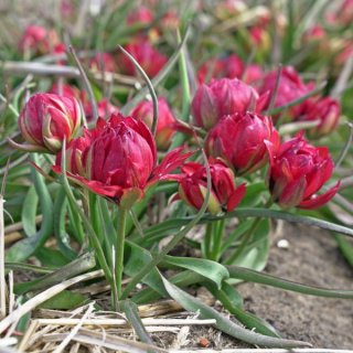 Tulipa 'Samantha'