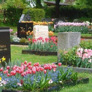Tulpen auf dem Friedhof