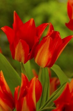 Tulipa praestans 'Moondance'