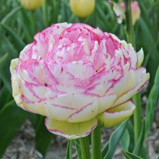 Tulpe 'Double Touch'