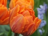 Tulpe 'Orange Princess'