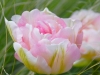 Tulipa 'Angelique' 