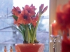 Amaryllis